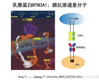 dnf细胞_T细胞